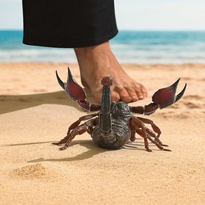 Walking Scorpion Fur Animated Rigged