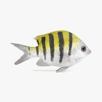 Sergeant Major Fish