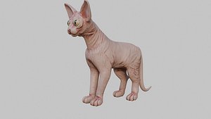 Sphynx Cat