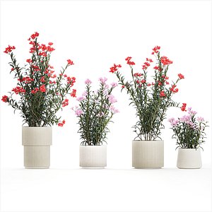 3D model Beautiful plants with pink Nerium oleander flowers in pots 1362