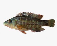 Ballan Wrasse