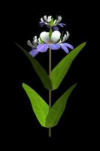 3ds max flower blue eyed mary