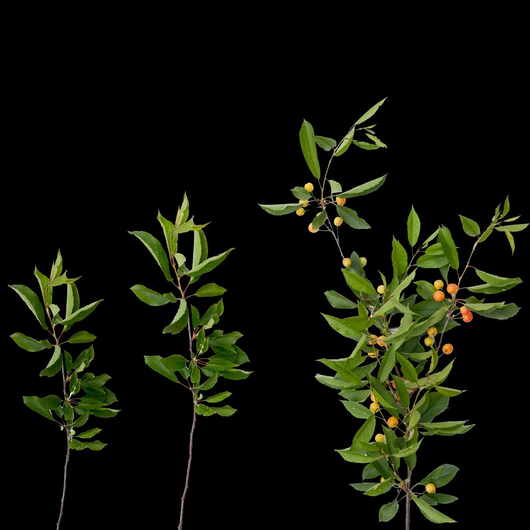 3d tree cherry https://p.turbosquid.com/ts-thumb/PC/z915t3/NLw7TwGb/cherrybranches/jpg/1400533044/1920x1080/fit_q87/e1ddaa30c8a926a7b5a04ea5f142e49691448177/cherrybranches.jpg