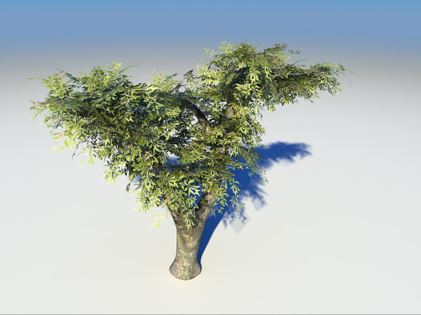3d tree cherry https://p.turbosquid.com/ts-thumb/PC/z915t3/i1TvDmST/03/jpg/1400532589/1920x1080/fit_q87/4104b2fc9da99e76659401dee9a664c28b953933/03.jpg
