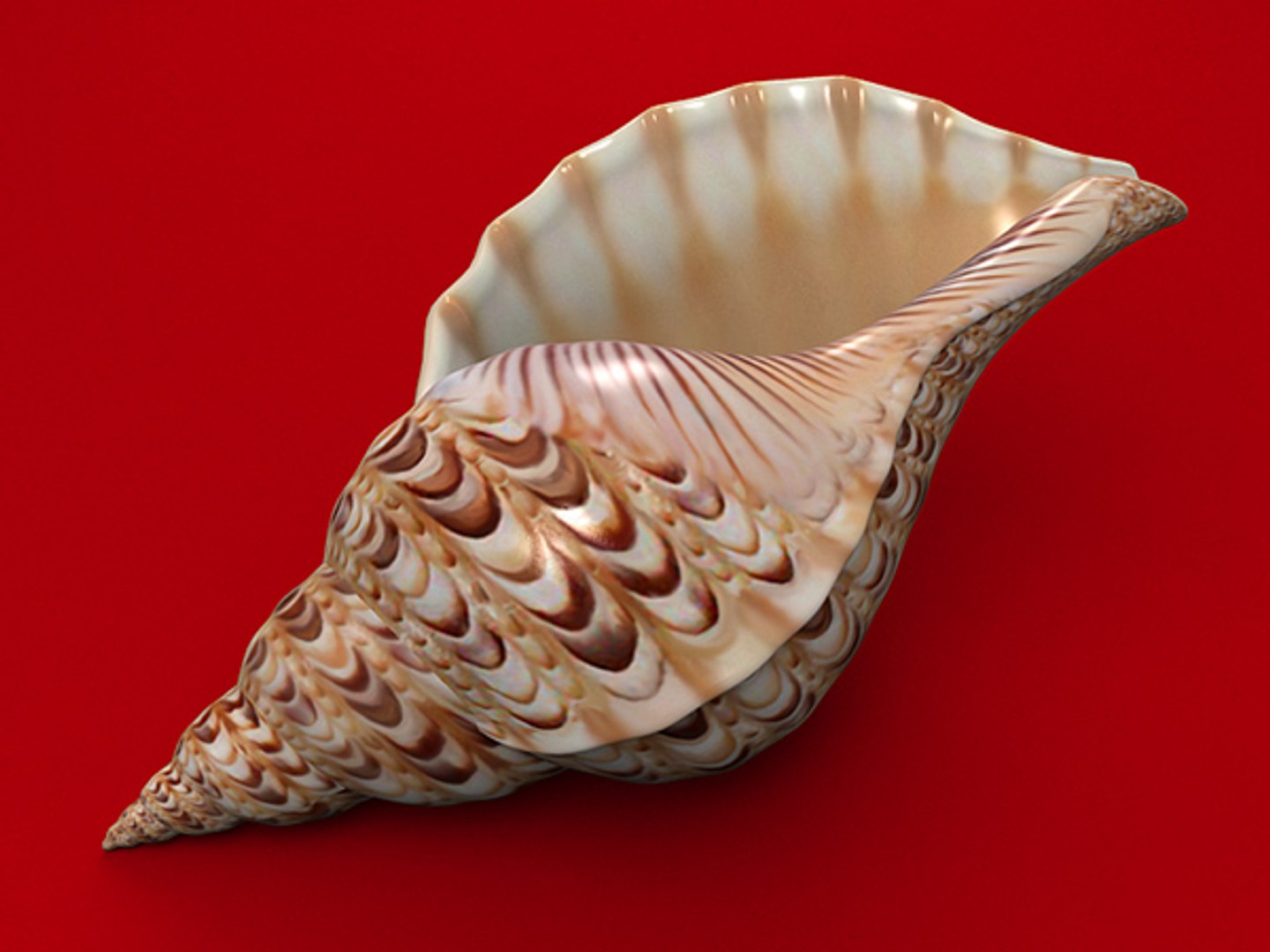 3d model seashell shell sea https://p.turbosquid.com/ts-thumb/PD/6PegGE/3jvwAW0m/ch2_05/jpg/1289436981/1920x1080/fit_q87/4ede7b4b8c890ced4abe723b06f9e95e8016ac12/ch2_05.jpg