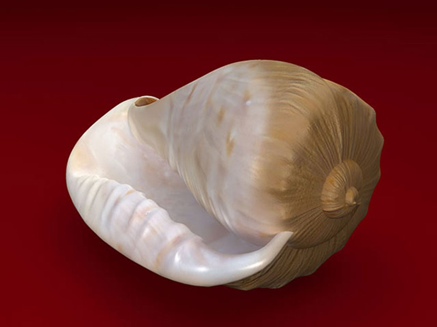 3d model seashell shell sea https://p.turbosquid.com/ts-thumb/PD/6PegGE/7FomvYPn/cassis_02/jpg/1289436981/1920x1080/fit_q87/4f6c21d4ba5740a4752c431c3bf14e276a6cc5d3/cassis_02.jpg