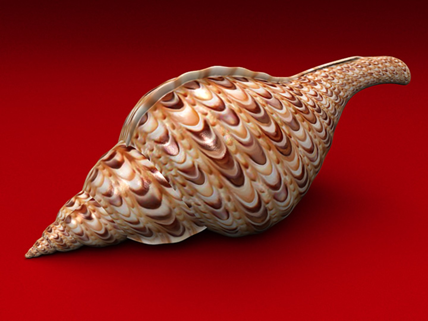 3d model seashell shell sea https://p.turbosquid.com/ts-thumb/PD/6PegGE/AB5HrNG7/ch2_07/jpg/1289436981/1920x1080/fit_q87/6fed5381bd739cfeadfc7d119c998e5460966b0d/ch2_07.jpg