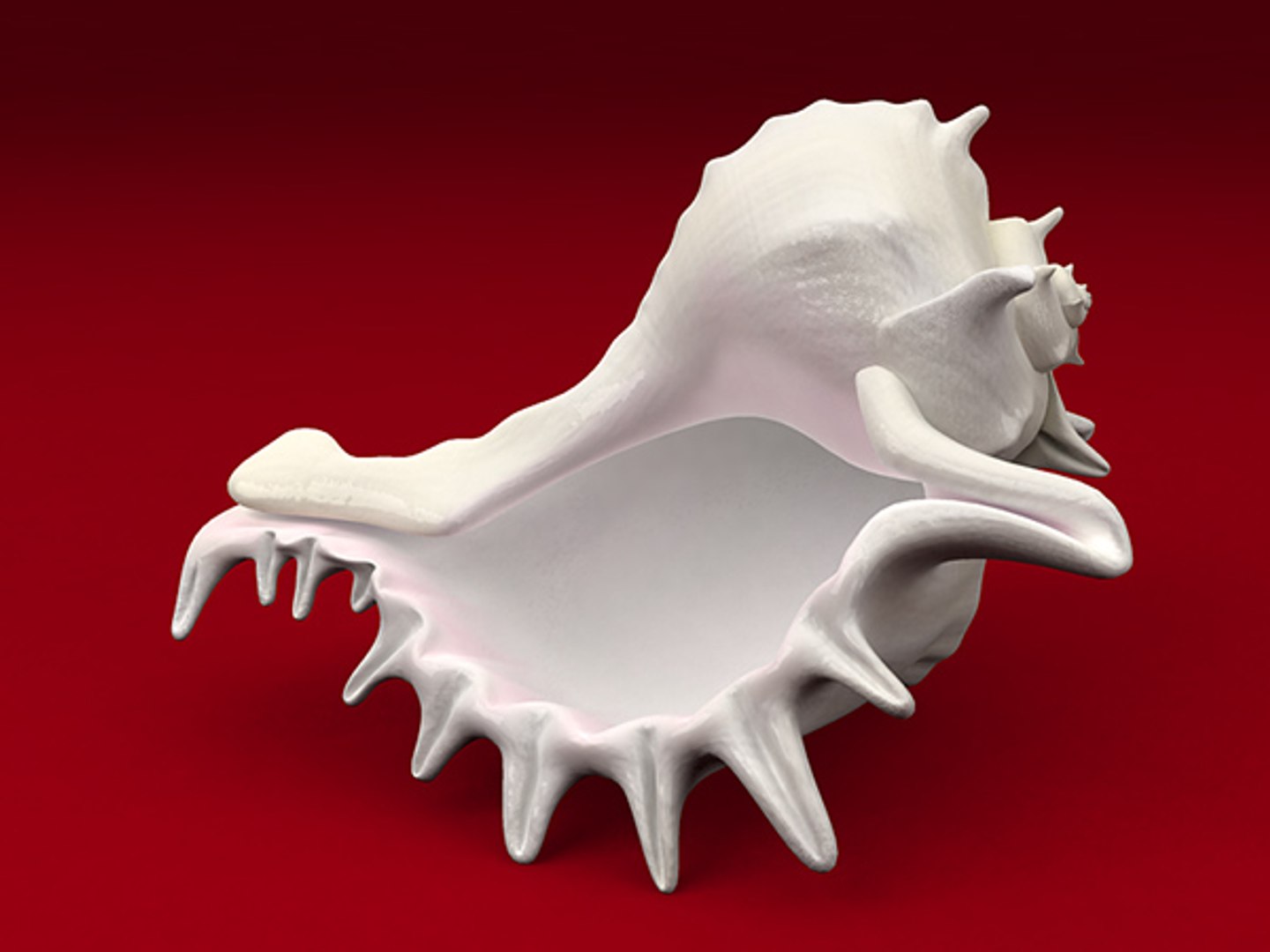 3d model seashell shell sea https://p.turbosquid.com/ts-thumb/PD/6PegGE/C1u7oayh/murex_01/jpg/1289436981/1920x1080/fit_q87/1dbe391f6674448233475dc460203c97079641b6/murex_01.jpg