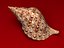 Seashells Pack-1