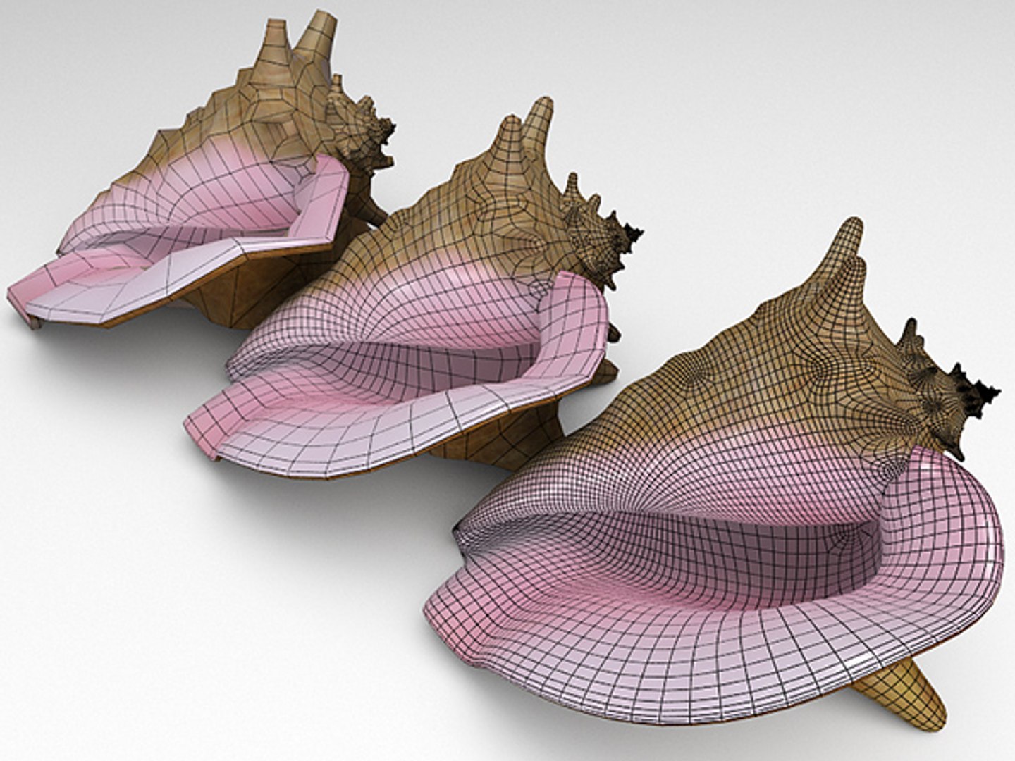 3d model seashell shell sea https://p.turbosquid.com/ts-thumb/PD/6PegGE/HbpmL7w7/strombus_09/jpg/1289436982/1920x1080/fit_q87/2409ae95117fdbab493f05e5bb5520079bef46e7/strombus_09.jpg