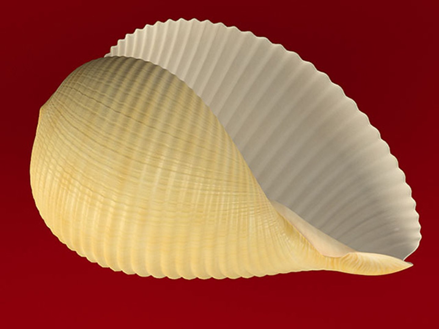 3d model seashell shell sea https://p.turbosquid.com/ts-thumb/PD/6PegGE/KTCesWiG/tonna_05/jpg/1289436982/1920x1080/fit_q87/b5ea70b977cbfde77c6bc0b669137476b09012a9/tonna_05.jpg
