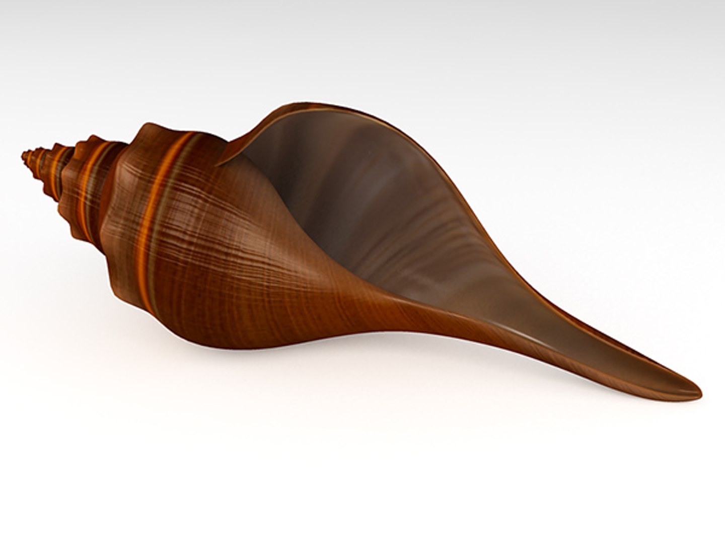 3d model seashell shell sea https://p.turbosquid.com/ts-thumb/PD/6PegGE/MxPVEagQ/horse_conch_02/jpg/1289436981/1920x1080/fit_q87/df0eab9ed2eee364f926f744c5c2d6c353ef0122/horse_conch_02.jpg