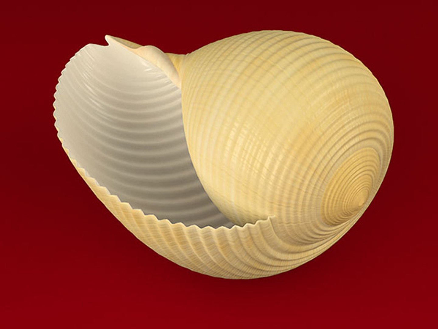 3d model seashell shell sea https://p.turbosquid.com/ts-thumb/PD/6PegGE/O7jM7NWs/tonna_03/jpg/1289436982/1920x1080/fit_q87/3923606d1449012d41001cbf1165e5b612ecd834/tonna_03.jpg