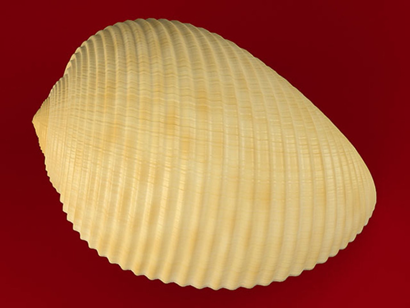3d model seashell shell sea https://p.turbosquid.com/ts-thumb/PD/6PegGE/P9mK1bmx/tonna_08/jpg/1289436982/1920x1080/fit_q87/84d4ae010354ed0bba2641f22fee5256b7a163c8/tonna_08.jpg