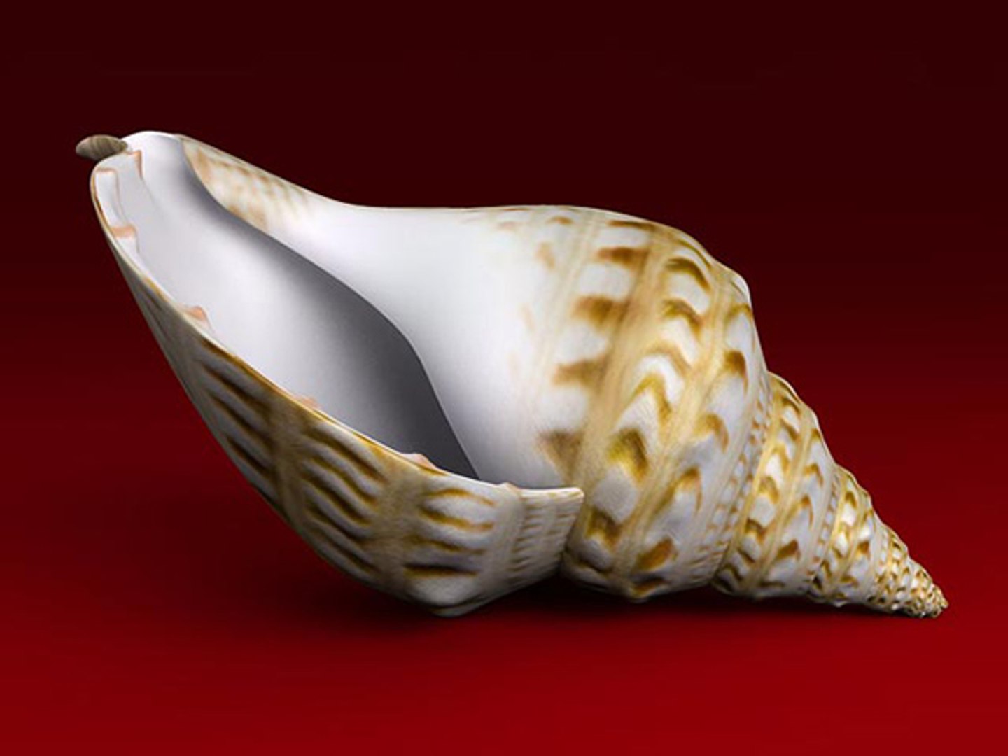 3d model seashell shell sea https://p.turbosquid.com/ts-thumb/PD/6PegGE/QX8rB3Ev/charonia_04/jpg/1289436981/1920x1080/fit_q87/63ac974f1e6c5fae8a4eae48c20fd9c3063cc2a7/charonia_04.jpg