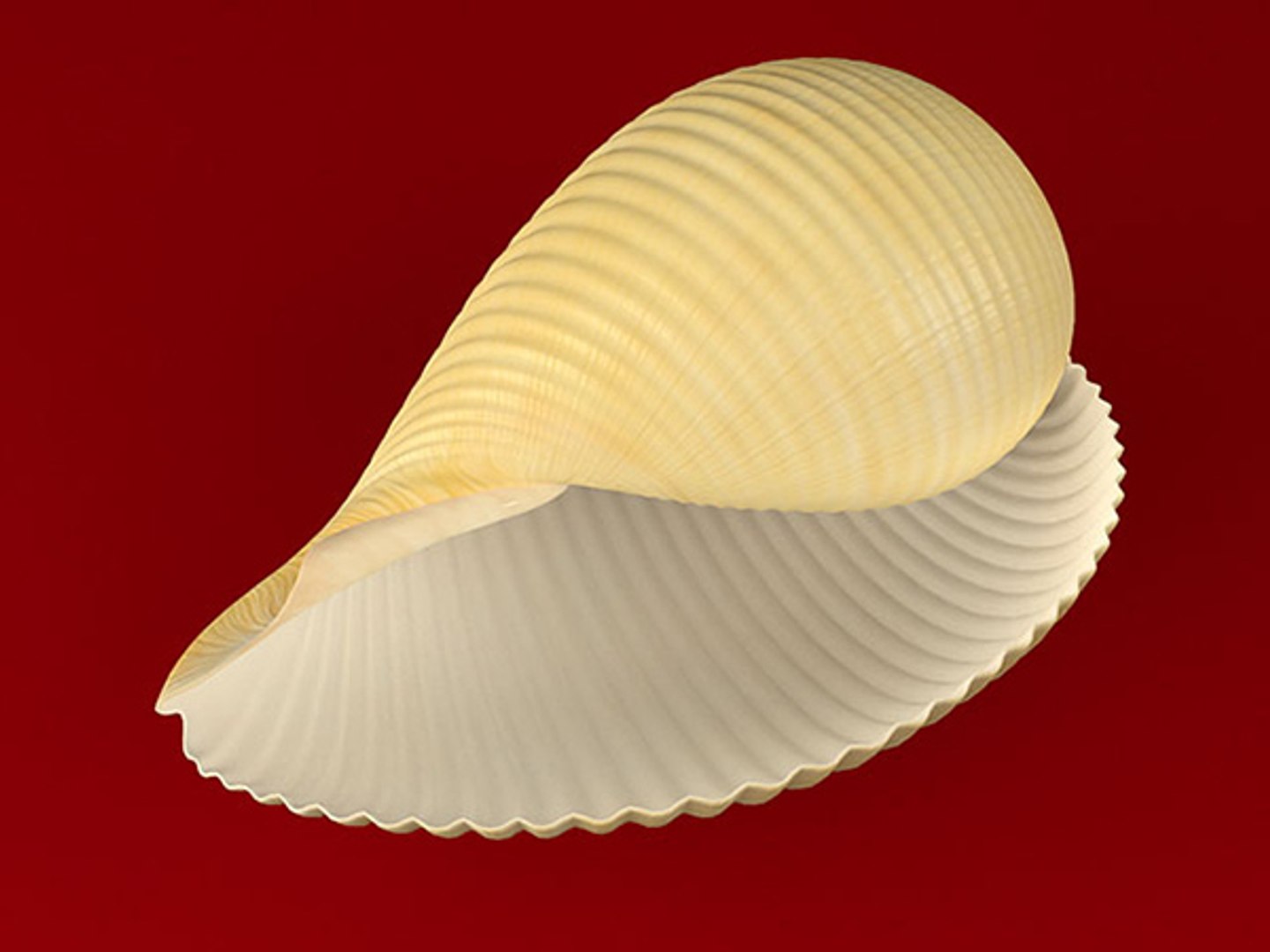 3d model seashell shell sea https://p.turbosquid.com/ts-thumb/PD/6PegGE/RrQad8LE/tonna_02/jpg/1289436982/1920x1080/fit_q87/a5116c9803c520d232cd732e884ce79d8666937d/tonna_02.jpg