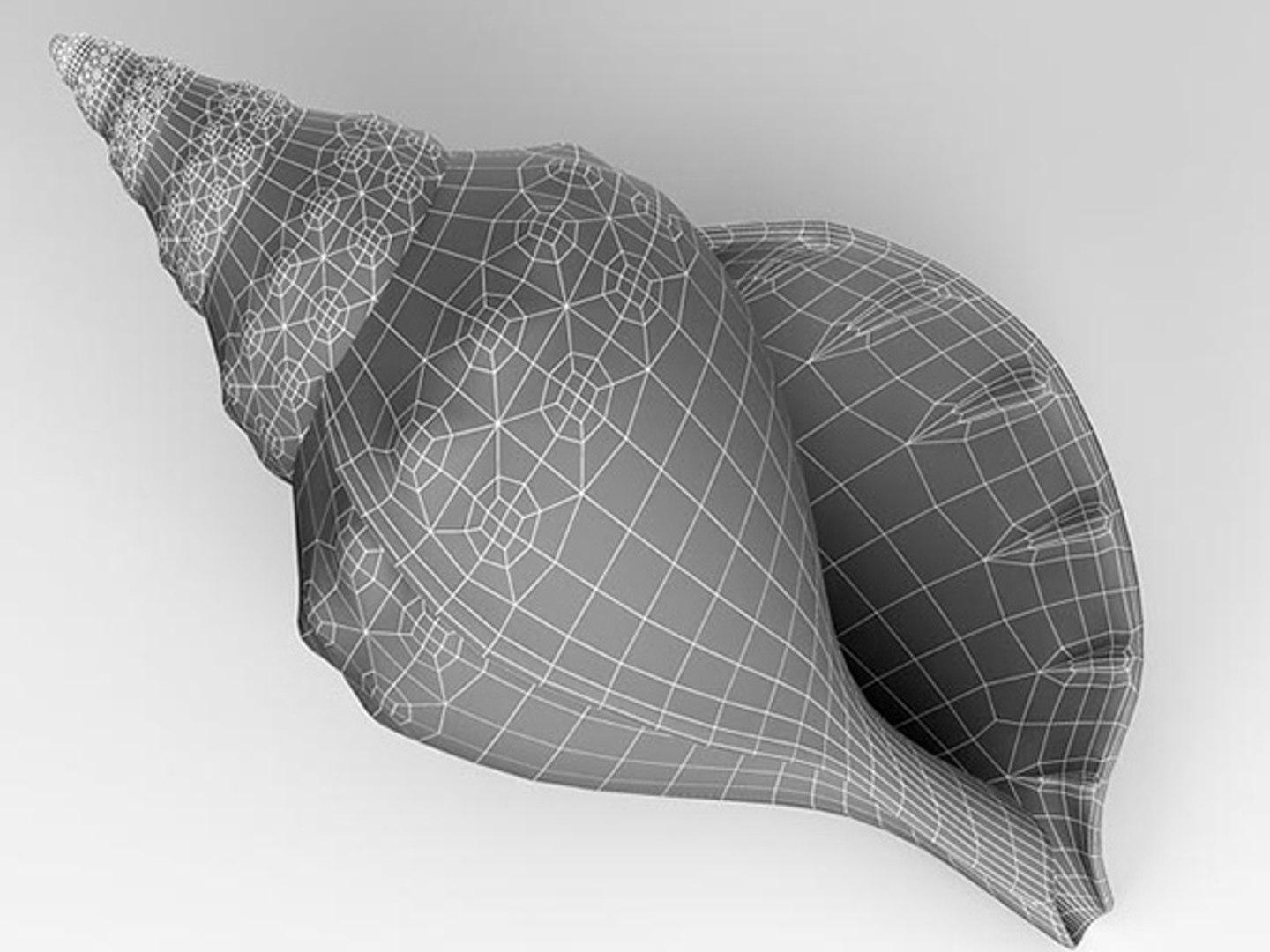 3d model seashell shell sea https://p.turbosquid.com/ts-thumb/PD/6PegGE/Sfv3NevY/charonia_10/jpg/1289436981/1920x1080/fit_q87/370665edd21f929891c13746914ce5cb70d9e4f1/charonia_10.jpg