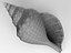 Seashells Pack-1