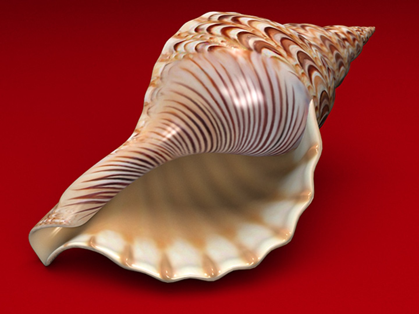 3d model seashell shell sea https://p.turbosquid.com/ts-thumb/PD/6PegGE/VAAm8EDl/ch2_04/jpg/1289436981/1920x1080/fit_q87/858bb4dc5fa16b31db55e2adec712dca61cc560d/ch2_04.jpg