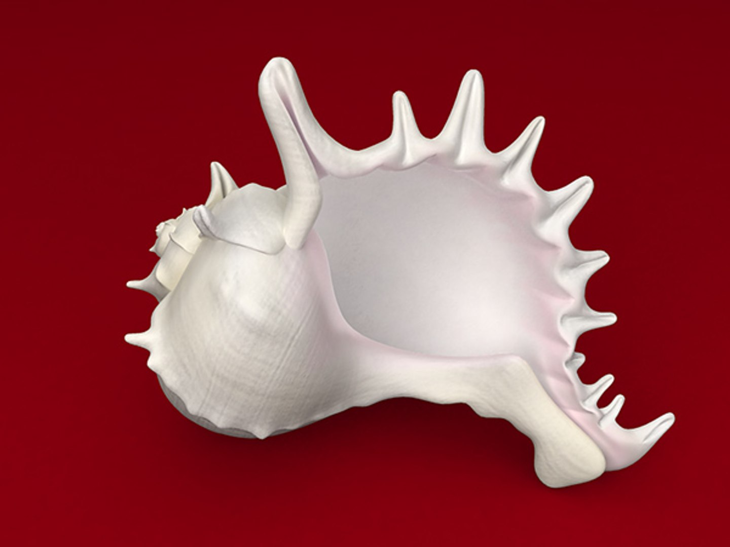 3d model seashell shell sea https://p.turbosquid.com/ts-thumb/PD/6PegGE/YOwzpsAj/murex_05/jpg/1289436981/1920x1080/fit_q87/963145062c0732f7c27f4523d1b241ca13f53596/murex_05.jpg