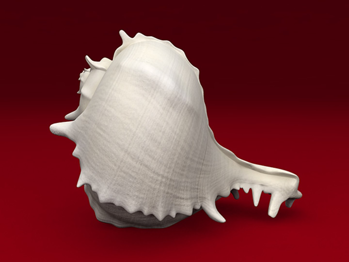 3d model seashell shell sea https://p.turbosquid.com/ts-thumb/PD/6PegGE/ZPNWceSU/murex_09/jpg/1289436981/1920x1080/fit_q87/57b645f31fe962e4d42d9a11667f3da21161caf8/murex_09.jpg