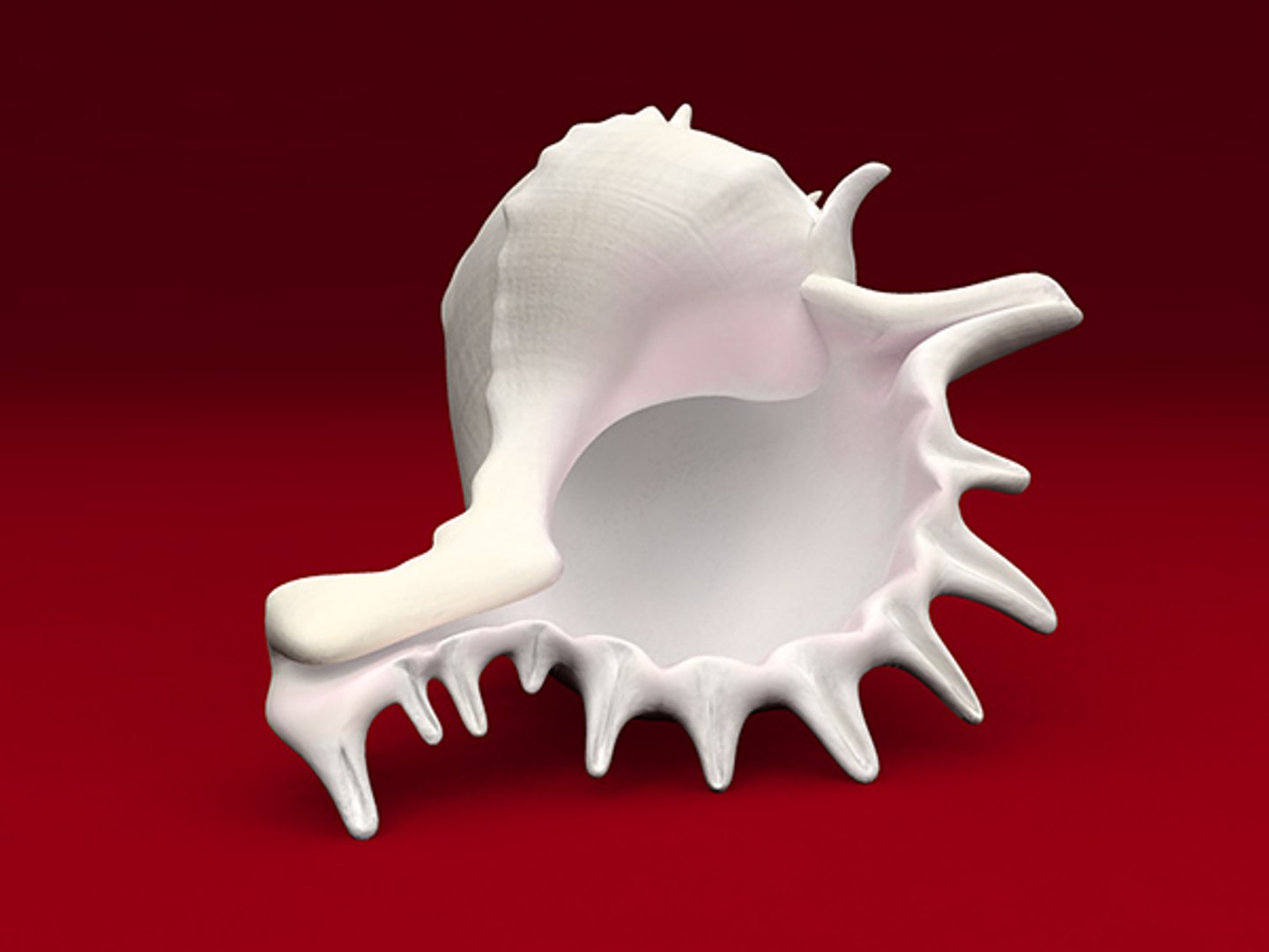 3d model seashell shell sea https://p.turbosquid.com/ts-thumb/PD/6PegGE/aK9sJ1Jl/murex_03/jpg/1289436981/1920x1080/fit_q87/154170cab3e90e4c44be323b08d40eeff3b0a731/murex_03.jpg