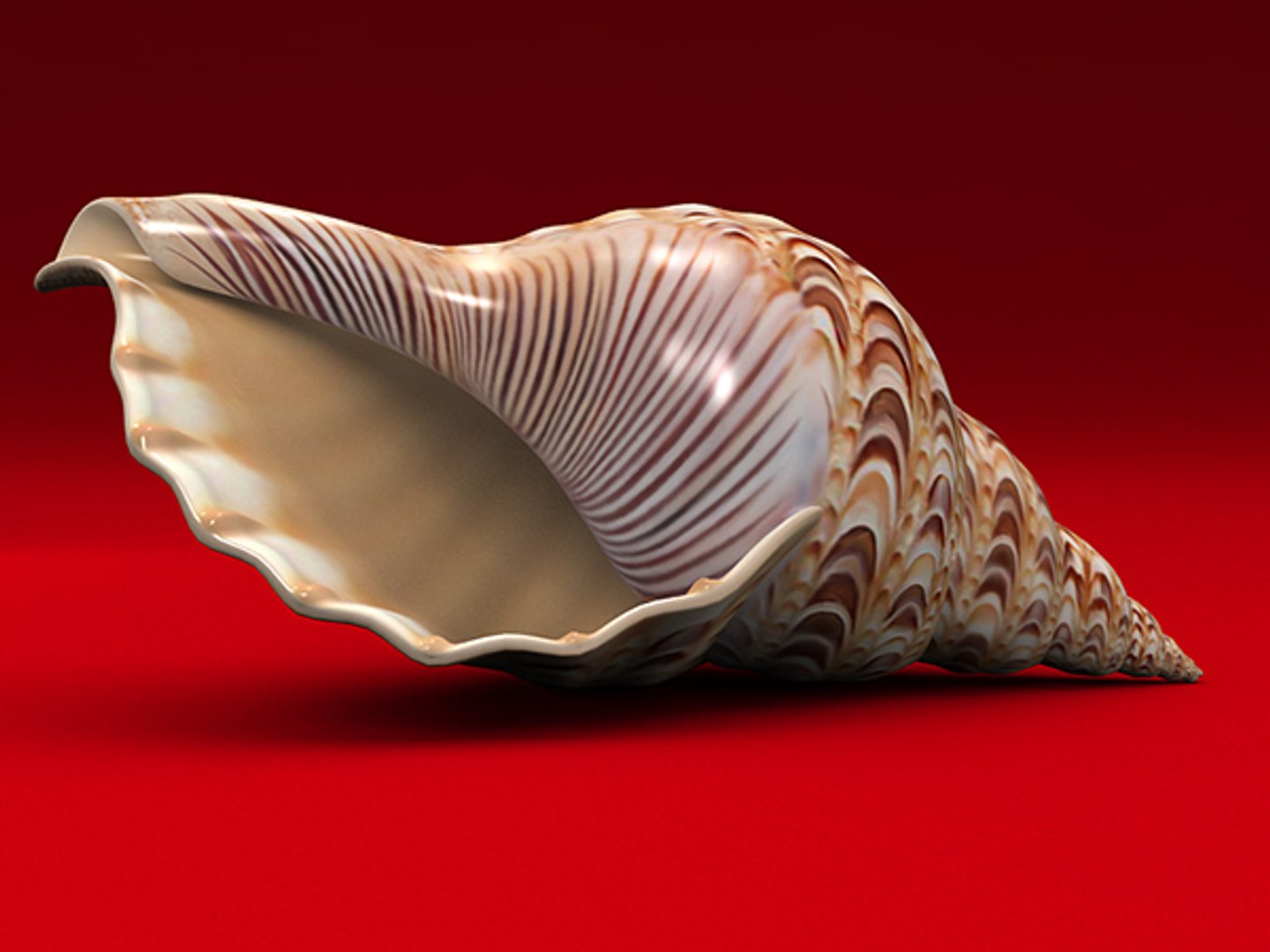 3d model seashell shell sea https://p.turbosquid.com/ts-thumb/PD/6PegGE/ep8k23XK/ch2_03/jpg/1289436981/1920x1080/fit_q87/28145696d4d134432bc22a5daeaf353838ec557f/ch2_03.jpg