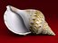Seashells Pack-1