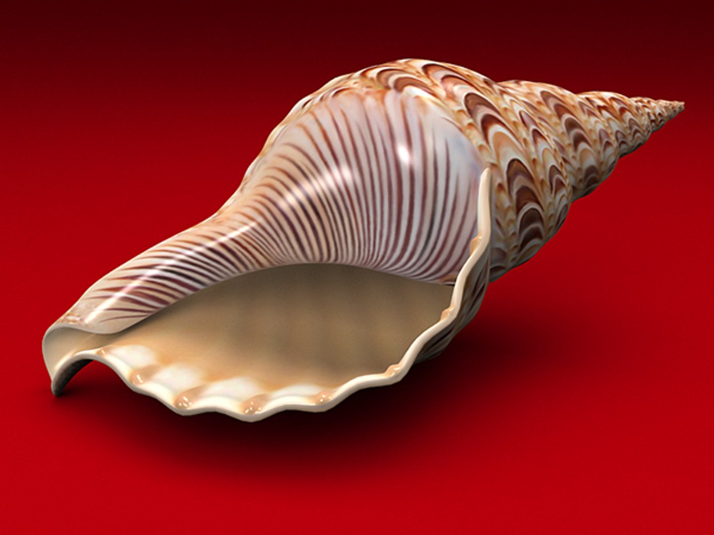 3d model seashell shell sea https://p.turbosquid.com/ts-thumb/PD/6PegGE/hwtOTXd2/ch2_02/jpg/1289436981/1920x1080/fit_q87/1294d86e21e73c239c9ded3f13412db62ac08c0f/ch2_02.jpg
