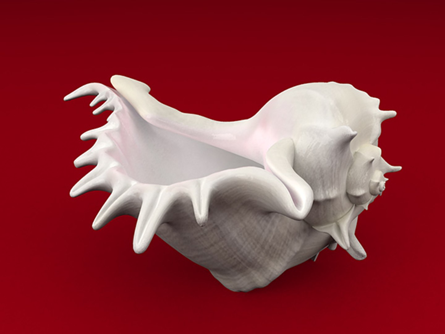 3d model seashell shell sea https://p.turbosquid.com/ts-thumb/PD/6PegGE/i6hkFFk6/murex_04/jpg/1289436981/1920x1080/fit_q87/c6a6c54504832051b872aa83b5e939bb57ee62a6/murex_04.jpg