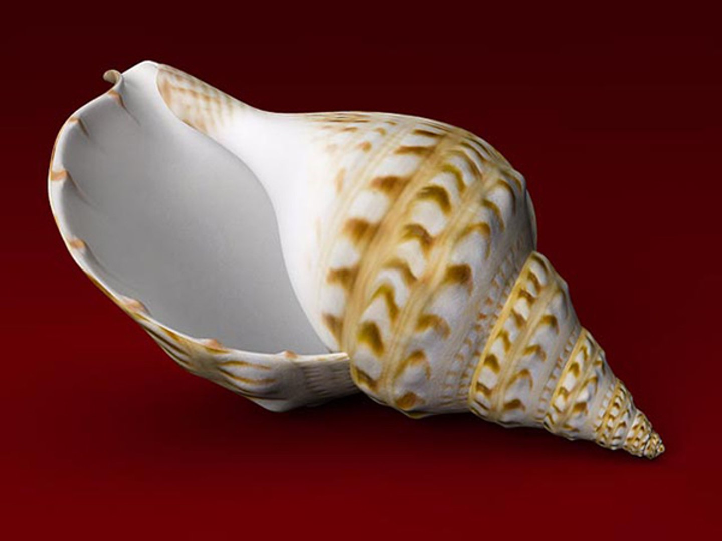 3d model seashell shell sea https://p.turbosquid.com/ts-thumb/PD/6PegGE/jeH69bBi/charonia_02/jpg/1289436981/1920x1080/fit_q87/37b51ac3dc72e75e8a8331fa6eb7222aa39fce73/charonia_02.jpg