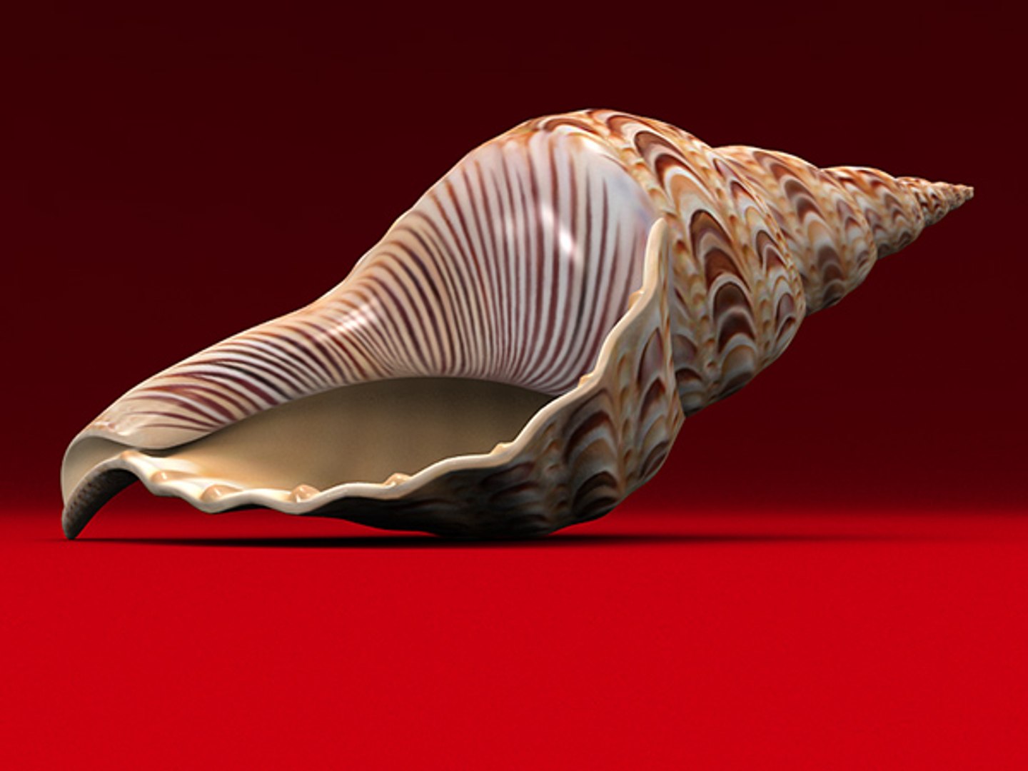 3d model seashell shell sea https://p.turbosquid.com/ts-thumb/PD/6PegGE/jrmDYee4/ch2_01/jpg/1289436981/1920x1080/fit_q87/eef1eea701787ba92c123ff1b5061f7ed514e1bd/ch2_01.jpg