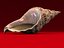Seashells Pack-1