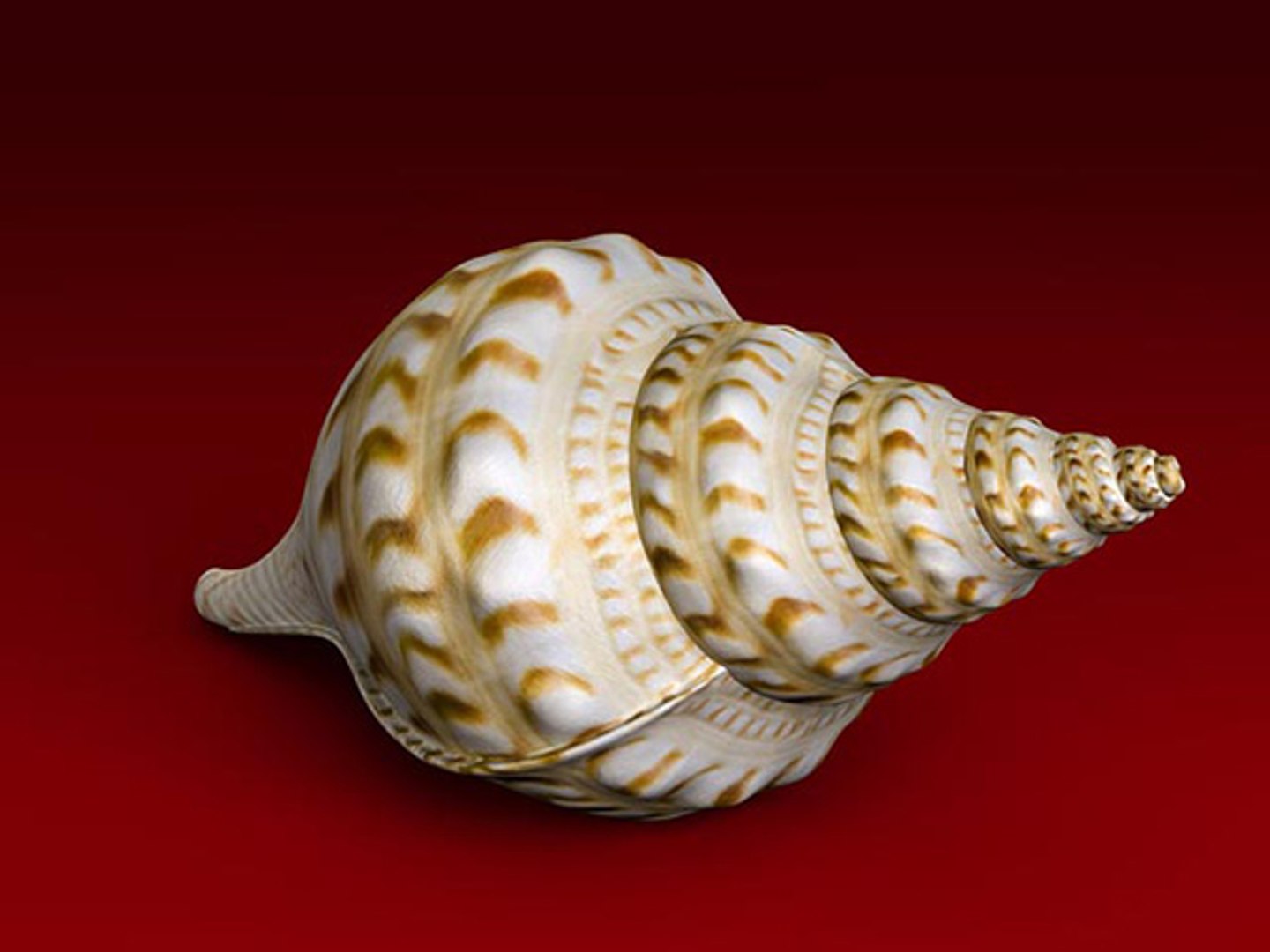 3d model seashell shell sea https://p.turbosquid.com/ts-thumb/PD/6PegGE/jz8l0ysW/charonia_08/jpg/1289436981/1920x1080/fit_q87/506bfd41f33ee934d08d90ba77112c9f0418285e/charonia_08.jpg