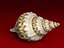 Seashells Pack-1