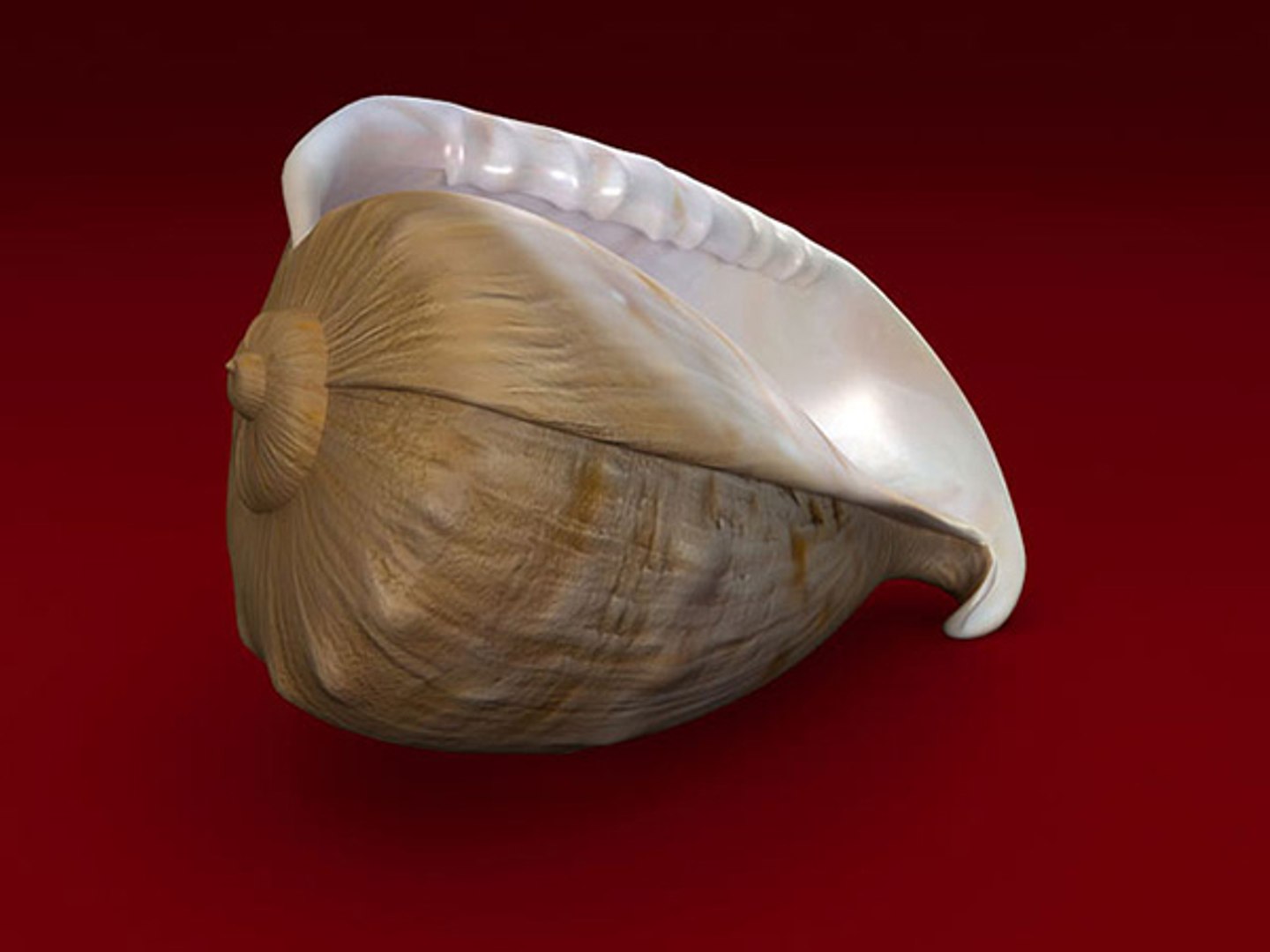 3d model seashell shell sea https://p.turbosquid.com/ts-thumb/PD/6PegGE/k2SCtNvI/cassis_03/jpg/1289436981/1920x1080/fit_q87/fe94706a2b289e39e2a4ec9fcb6059b0ea1d3fdd/cassis_03.jpg