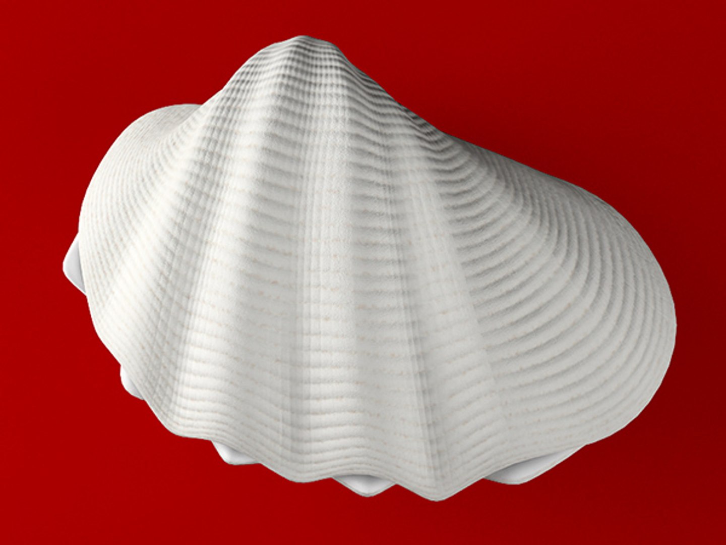 3d model seashell shell sea https://p.turbosquid.com/ts-thumb/PD/6PegGE/krcIwG1m/tr_03/jpg/1289436982/1920x1080/fit_q87/8606f332de427f100ef6bcd41d7dc4bff3a8d295/tr_03.jpg