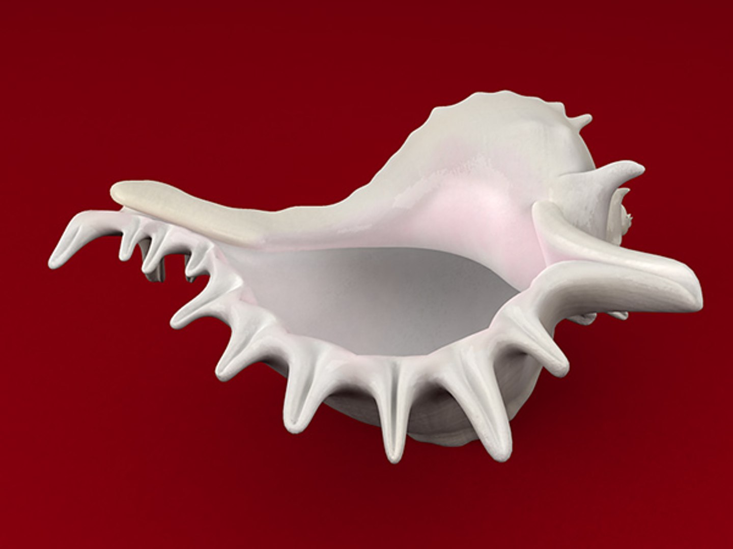 3d model seashell shell sea https://p.turbosquid.com/ts-thumb/PD/6PegGE/l6Xa7goy/murex_02/jpg/1289436981/1920x1080/fit_q87/d8aafcb9c0e403e72500aaefa05605b567e05786/murex_02.jpg