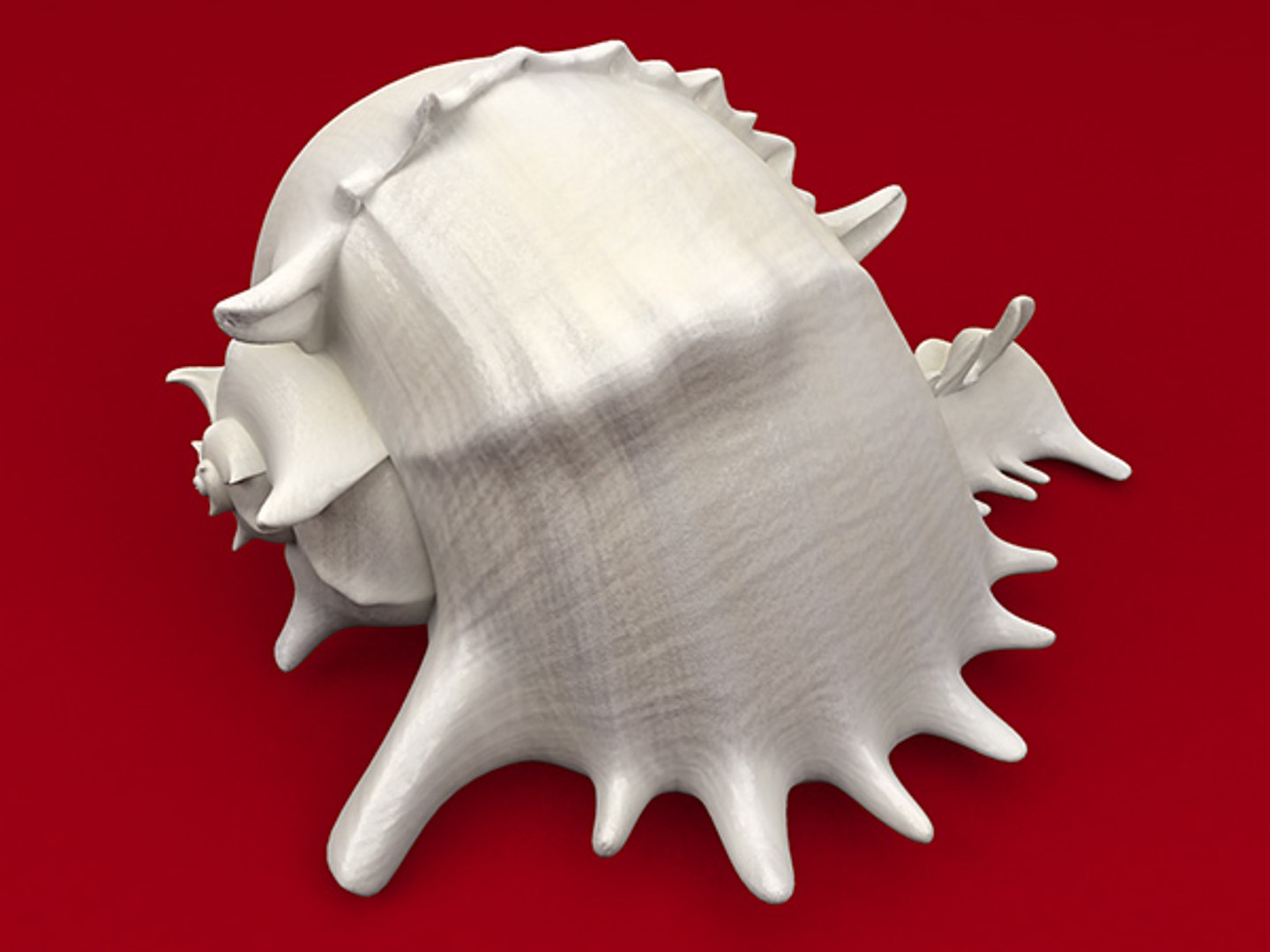 3d model seashell shell sea https://p.turbosquid.com/ts-thumb/PD/6PegGE/oE1HRPaG/murex_07/jpg/1289436981/1920x1080/fit_q87/e92bed10767039a11b7f1dceb765e3f27962914d/murex_07.jpg