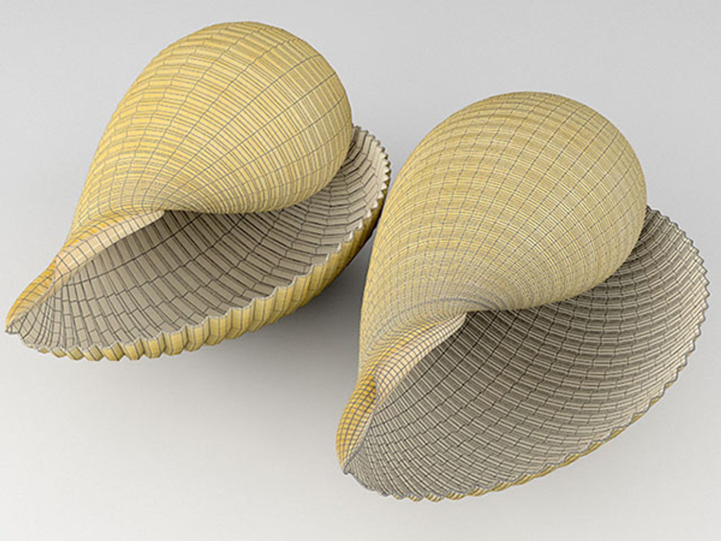 3d model seashell shell sea https://p.turbosquid.com/ts-thumb/PD/6PegGE/pFDeUfM6/tonna_10/jpg/1289436982/1920x1080/fit_q87/45c5c7e53c5e9b6f43dcc1470604536841cfc34f/tonna_10.jpg