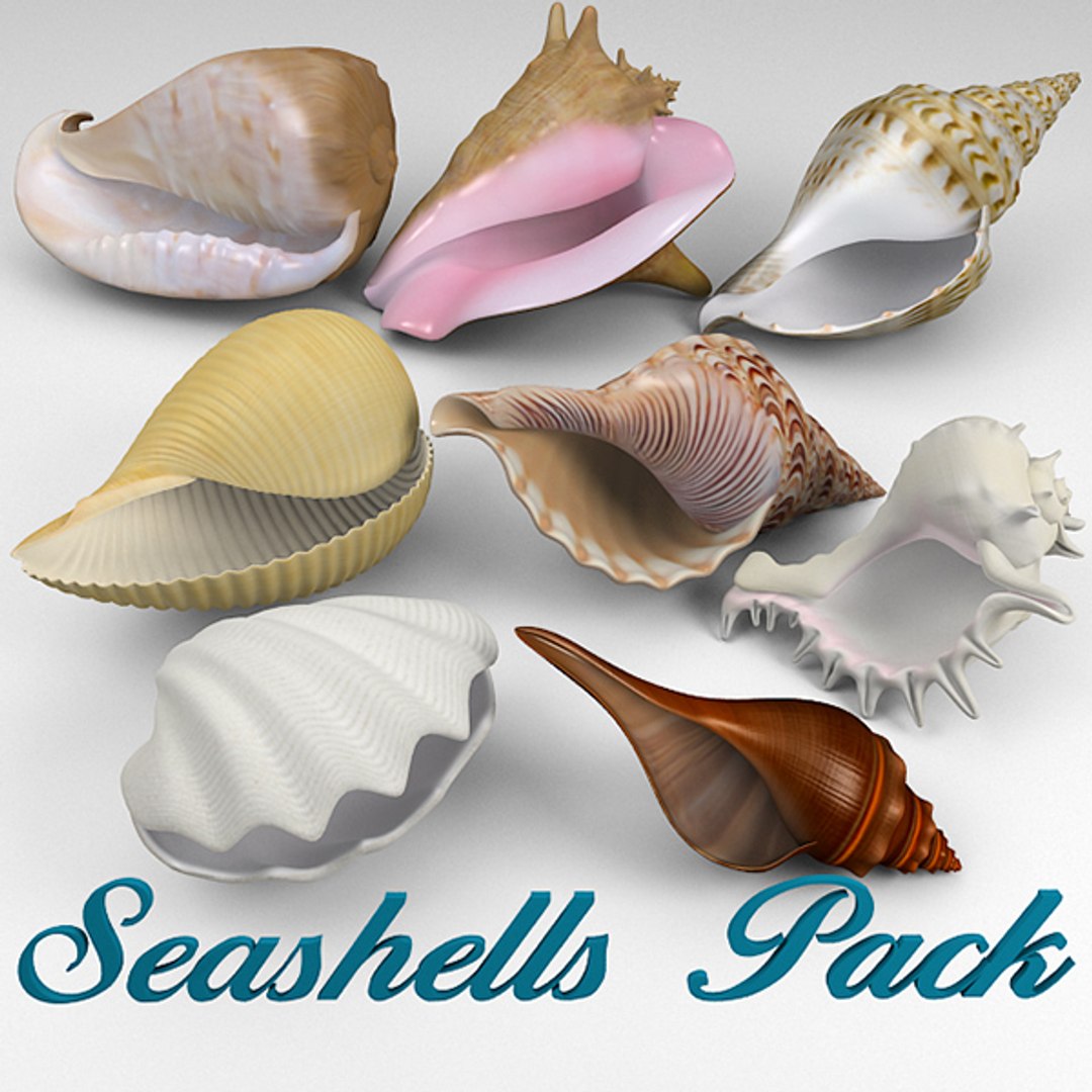 3d model seashell shell sea https://p.turbosquid.com/ts-thumb/PD/6PegGE/seBlca8j/_01_full/jpg/1289436981/1920x1080/fit_q87/35375df4a3833a349521dee13ef77012b0eea4f0/_01_full.jpg