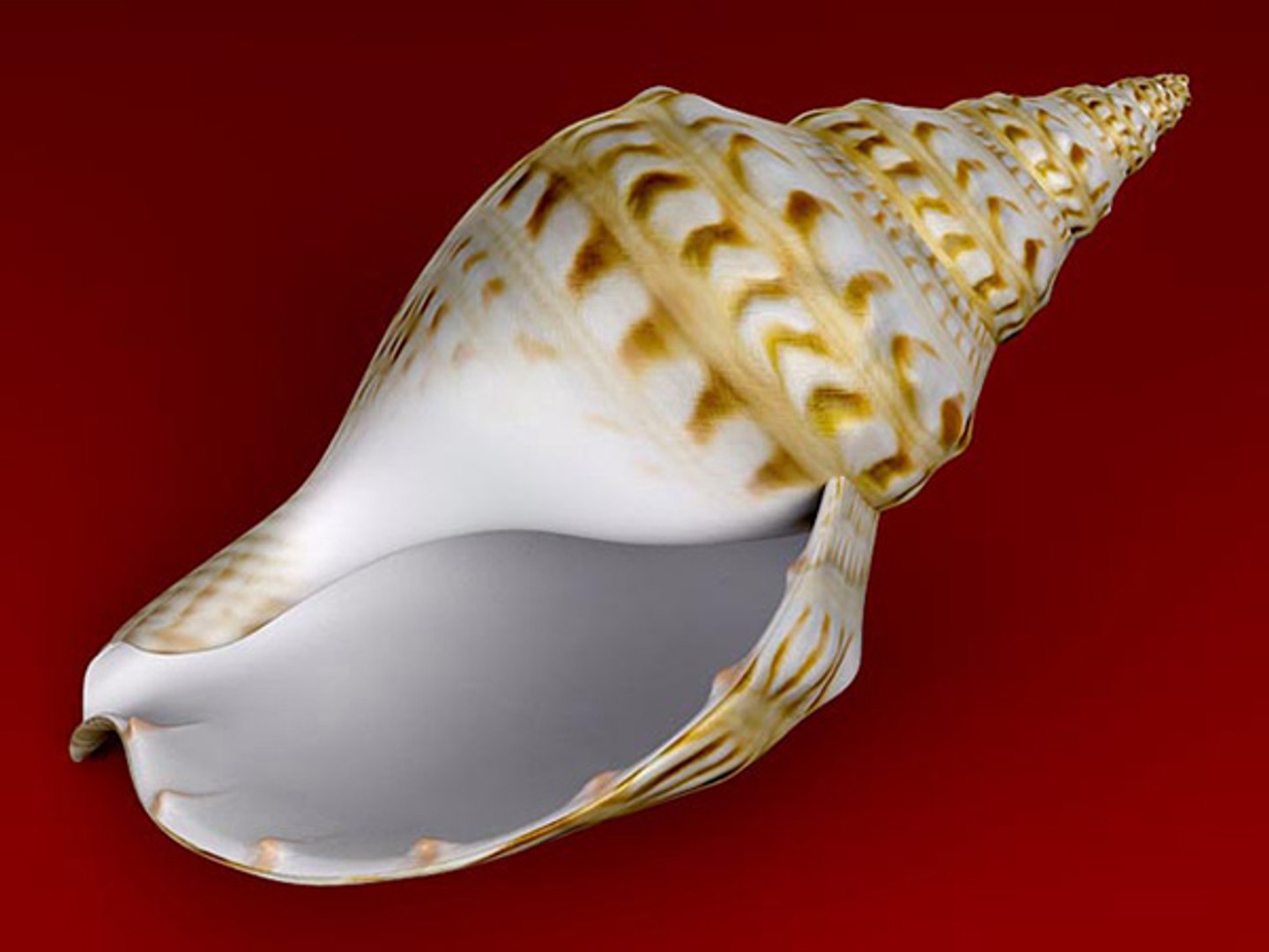 3d model seashell shell sea https://p.turbosquid.com/ts-thumb/PD/6PegGE/tRmjVOBR/charonia_01/jpg/1289436981/1920x1080/fit_q87/da760592266db3b03dfcd94e4333af84f828cca4/charonia_01.jpg