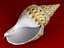 Seashells Pack-1