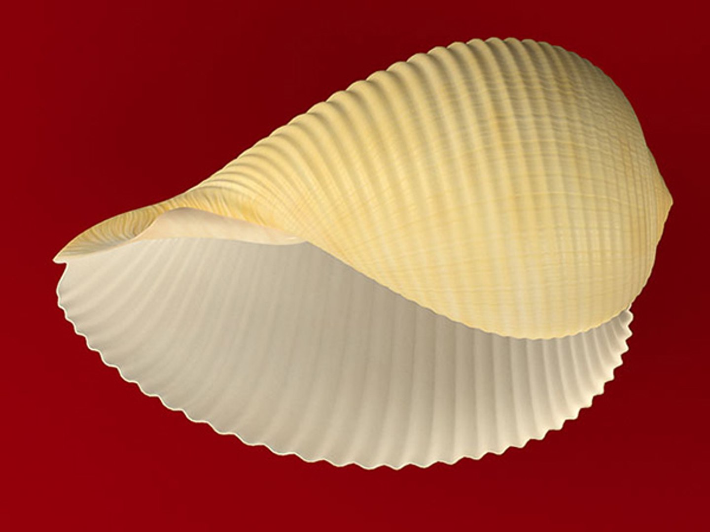 3d model seashell shell sea https://p.turbosquid.com/ts-thumb/PD/6PegGE/vZCX4K56/tonna_04/jpg/1289436982/1920x1080/fit_q87/d6108d53cb8c03c42bf2159945432bfc5db844fa/tonna_04.jpg