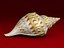 Seashells Pack-1