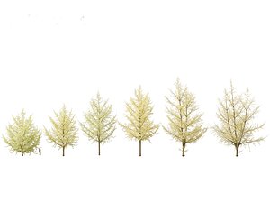 3D Ginkgo Biloba - Maidenhair Tree 20 model