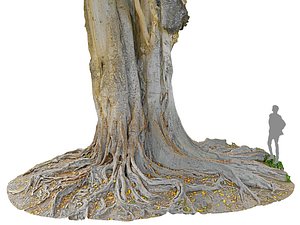 A Giant Tree In The Jungle