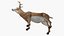 White-Tailed Deer 3D model