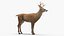 White-Tailed Deer 3D model