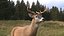 White-Tailed Deer 3D model